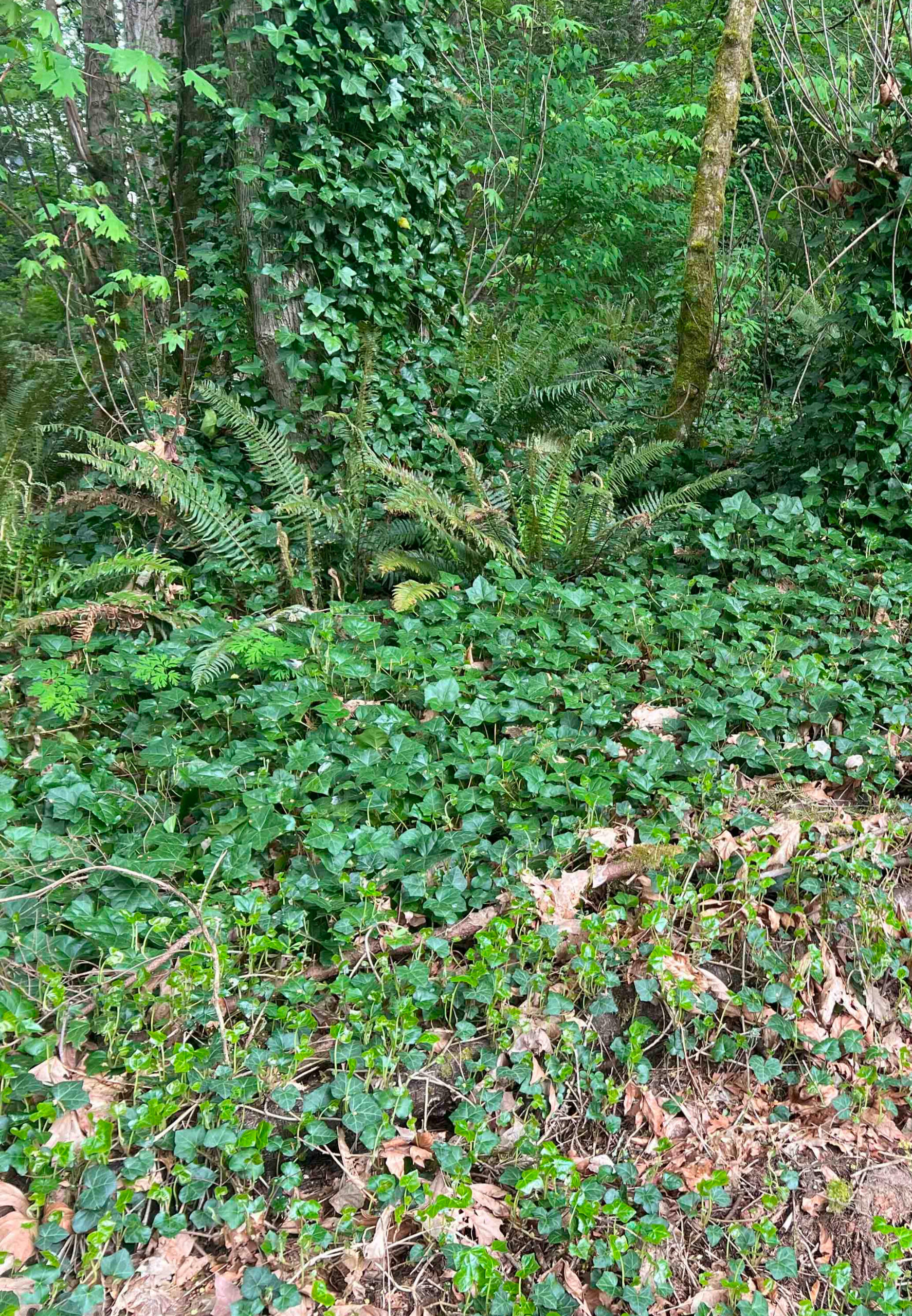 English Ivy